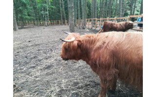 Vakarienė žinomame restorane prie Palangos baigėsi ligoninėje – užkabinta buivolo, pustrečių mergaitė pakilo į orą 