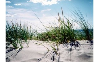 Palangos paplūdimio kopose vokietis nukentėjo  nuo ilgapirščių