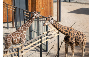 Kelionė į laukinės gamtos pažinimą ir išsaugojimą prasideda Lietuvos zoologijos sode