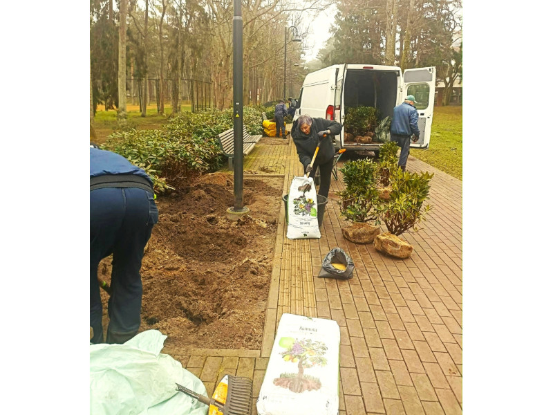 Palangoje atnaujinami želdynai – pasodins beveik 100 naujų medžių