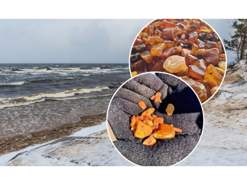 Gintaras Baltijos jūroje / Shutterstock ir socialinių tinklų nuotr. / 15min koliažas