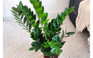 Šią klaidą daro daugelis: kaip nepražudyti „pinigų medžio“