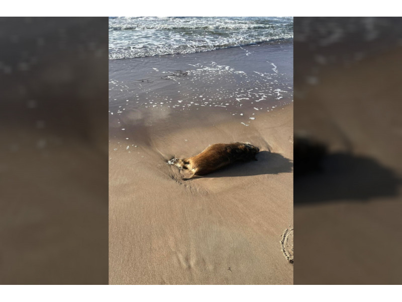 Kraupus ketvirtadienis Palangoje: paplūdimyje rasti 8 negyvi šernai ir 2 ruoniai