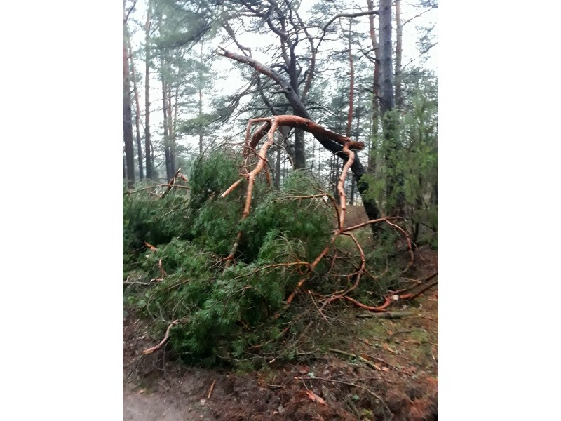 Akis bado audrų neatlaikę medžiai