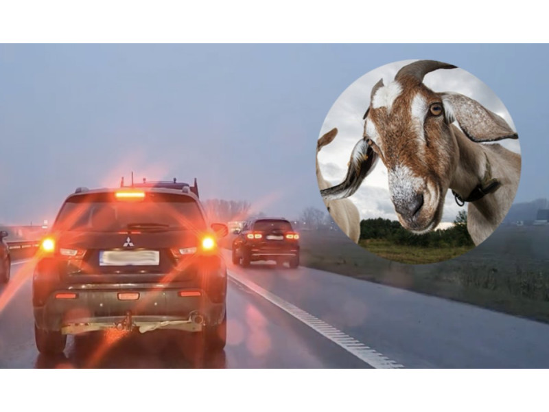 Spūstys Palangos plente. FOTO: DELFI KOLIAŽAS