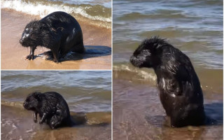 Palangos centriniame pliaže pastebėjo netikėtą gyvūną: atėjo pasimaudyti jūroje