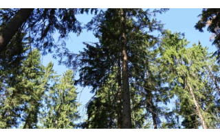 Palangos girininkijoje planuojami miško priežiūros darbai