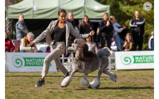 Tarptautinėse šunų parodose Palangoje svarbiausią titulą pelnė vokiečių nykštukinis špicas iš Lietuvos Rekordinis dalyvių skaičius ir įvairovė