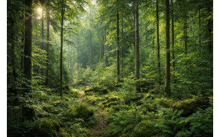 Miško pardavimas be tarpininkų: kuo išsiskiria miskusupirkimas.lt ir kodėl miško savininkai jais pasitiki?