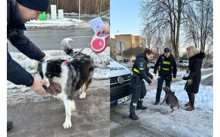 Šunų šeimininkams – ir tarnybų dėmesys: tikrino, ar laikosi taisyklių 