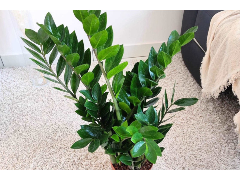 Zamiokulkas, arba tiesiog pinigų medis, dažnai vadinamas vienu atlaidesnių kambarinių augalų. 123rf nuotr.