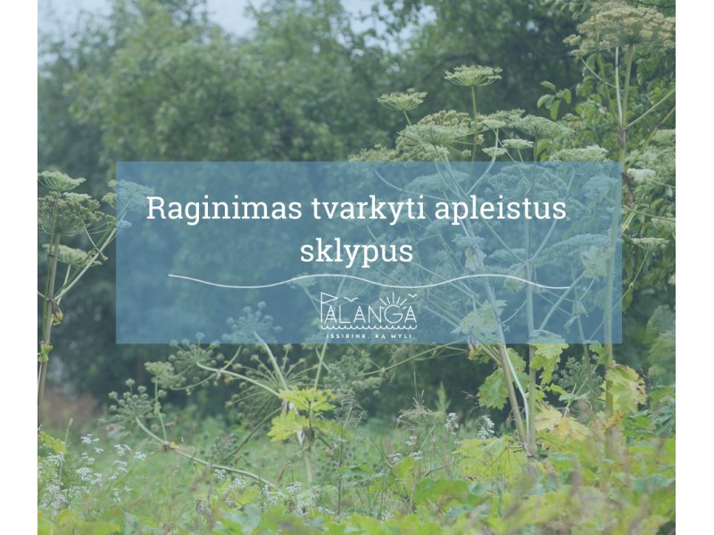 Palangoje sudaromi apleistų sklypų sąrašai – savininkai raginami suskubti tvarkytis