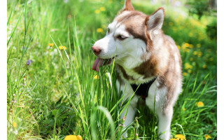 Kodėl šuo ėda žolę? Tam gali būti net kelios priežastys – nebūtinai skrandžio problemos