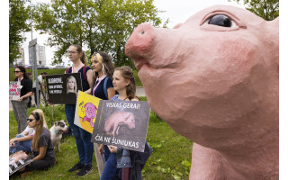 Protestas prieš VMVT: milžiniškas paršelis ir būgnininkai žadino A. Mikalauskienę