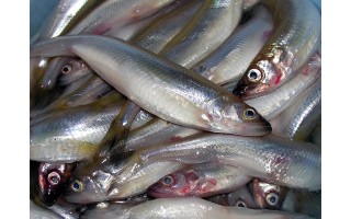 Žuvimi prekiaujantis Palangos verslininkas Robertas Čapskis: "Stintos jau kimba!"