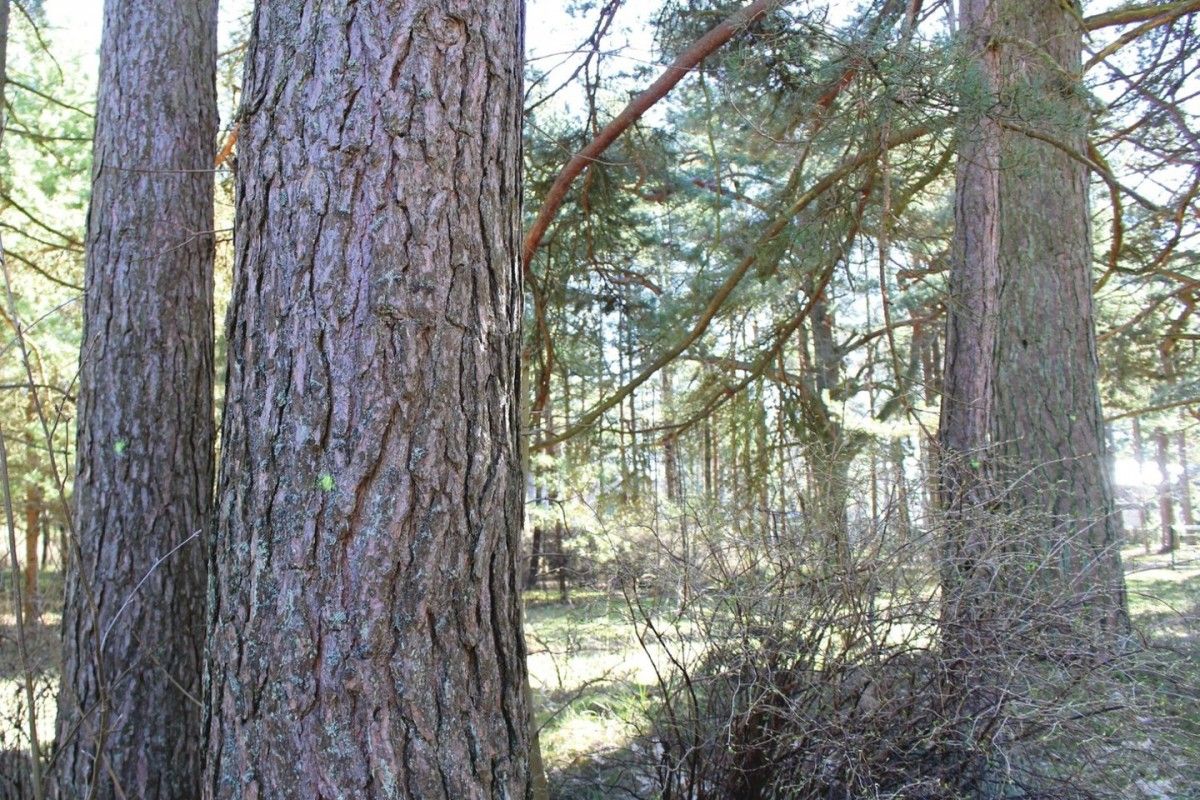Žali taškai ant šimtamečių medžių Palangoje – mirties nuosprendis