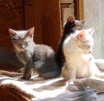 Kačiukus Palangos komunalinis ūkis turės perduoti „Nuarui“