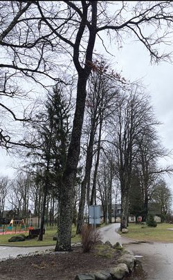 Darbėnų pradinės mokyklos mokinių 1931–1932 m. pasodintas ąžuolas žaliuoja ir šiandien. Autoriaus nuotr.