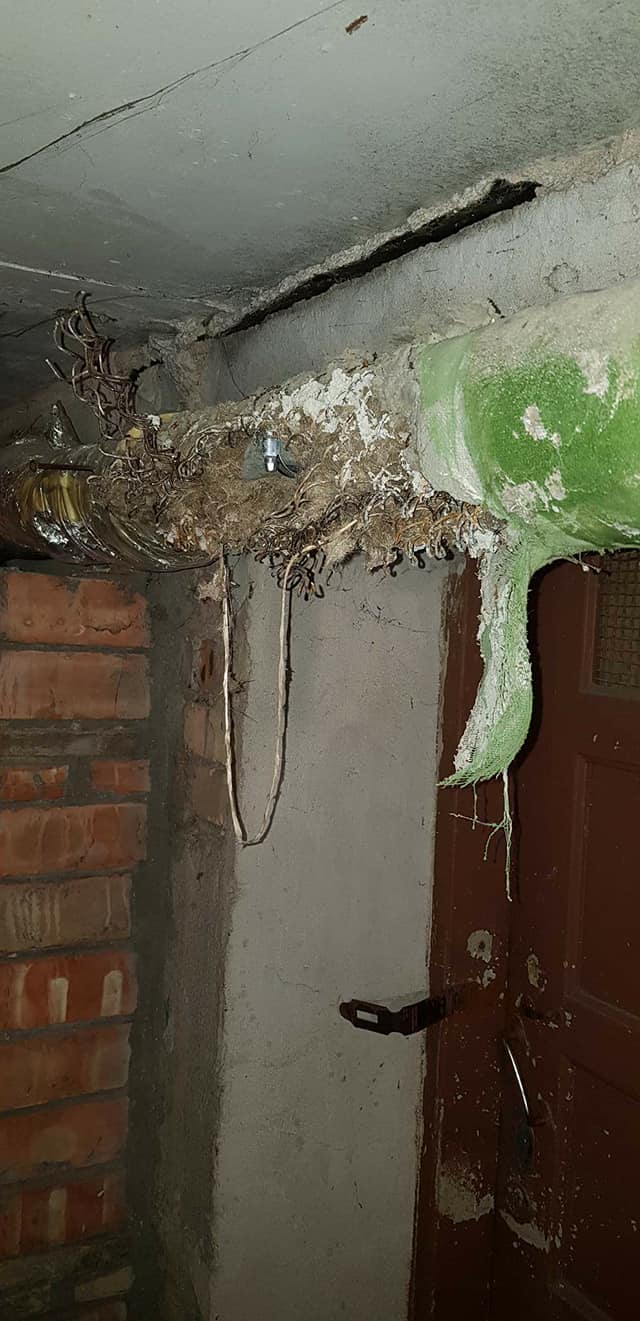 Palangos pulsas