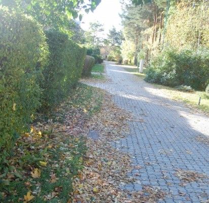 Palangiškei nepatiko po kojomis čiužantys medžių lapai