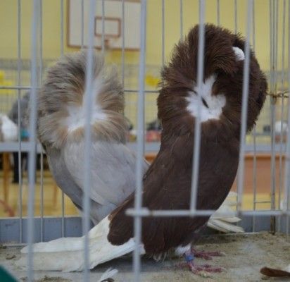 Palangiškiai grožėjosi dekoratyviniais paukščiais ir balandžiais