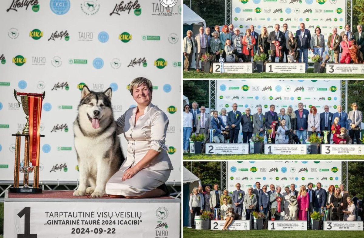 Tarptautinėje šunų parodoje triumfavo Aliaskos malamutas iš Lietuvos: laurus nuskynė ir daugiau mūsų šalies atstovų