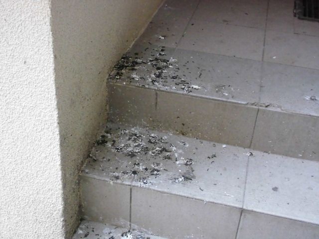 Renovuotą namą teršia paukščiai