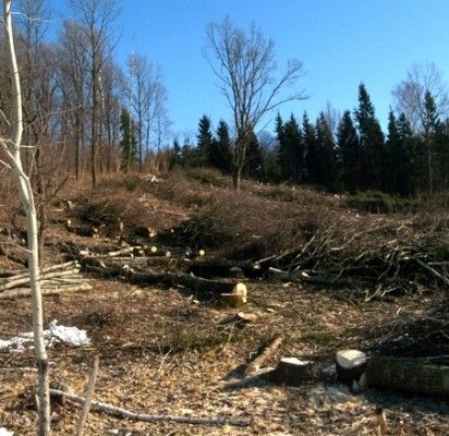 Pajūrio miškuose – kraštovaizdžio formavimo darbai
