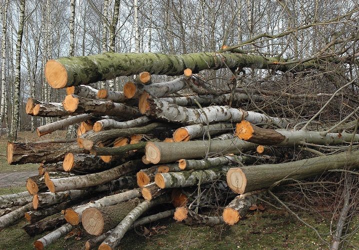 Teismas priteisė 4 764 Eur žalos atlyginimą už neteisėtą juodalksnių sunaikinimą privačios žemės sklype