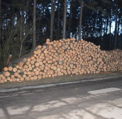 Prie Naglio alėjos kertamos pušys suvirpino palangiškių širdis