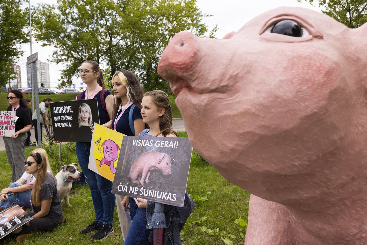 Protestas prieš VMVT: milžiniškas paršelis ir būgnininkai žadino A. Mikalauskienę