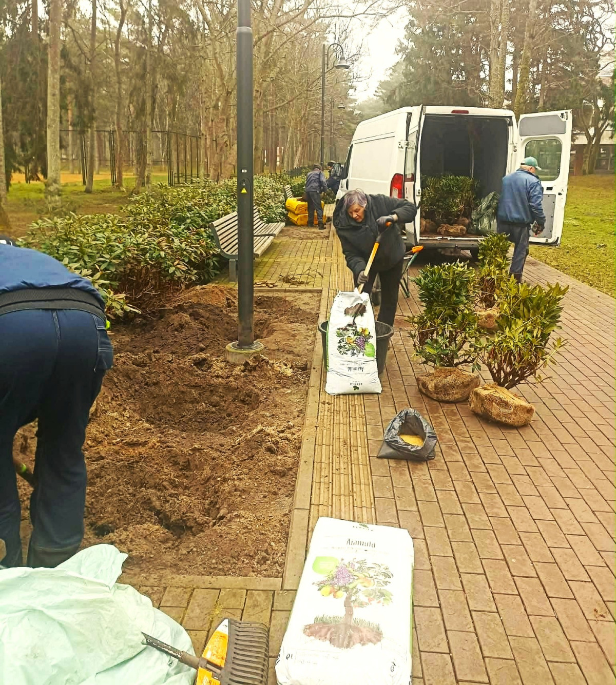 Palangoje atnaujinami želdynai – pasodins beveik 100 naujų medžių