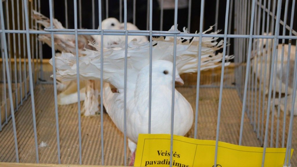 Jubiliejinėje parodoje – balandžių ir kitų dekoratyvinių paukščių įvairovė