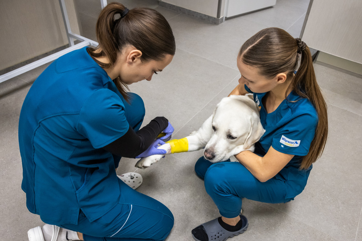 DR.VET Klaipėdos gyvūnų ligoninė – naujas kokybės standartas Vakarų Lietuvoje