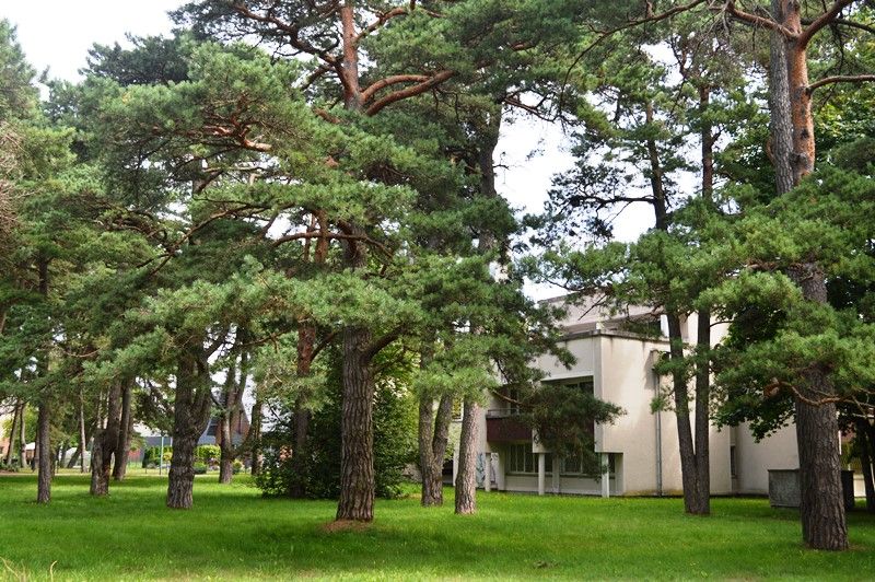 Taryba atsilaikė verslininkų spaudimui – šimtamečiai medžiai naikinami nebus