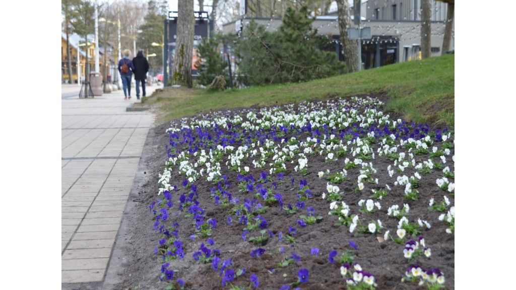 Palanga dabinasi žiedais - "Palangos komunalinis ūkis" pasodino 6 tūkstančių našlaičių krūmelių (FOTOGALERIJA)