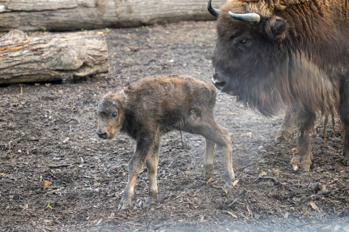 Lietuvos zoologijos sode pasaulį išvydo Europos sausumos milžinų – stumbrų jauniklis
