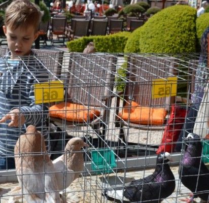 Tarptautinėje parodoje – per 200 dekoratyvinių balandžių