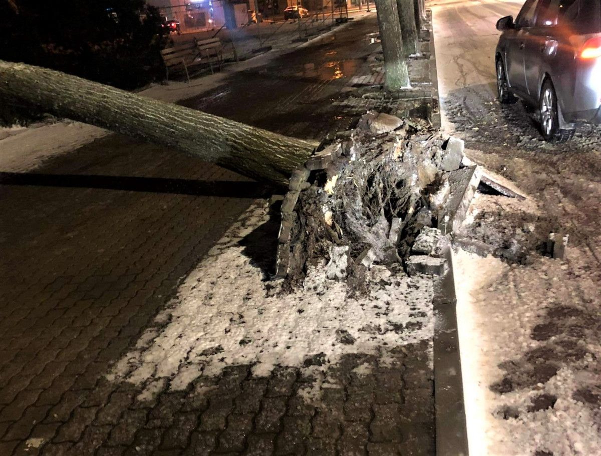 Įsisiautėjęs vėjas naktį Palangoje laužė medžius