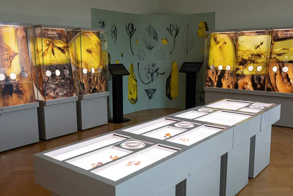 Palangos gintaro muziejus duris lankytojams atvėrė atsinaujinęs (FOTO GALERIJA)