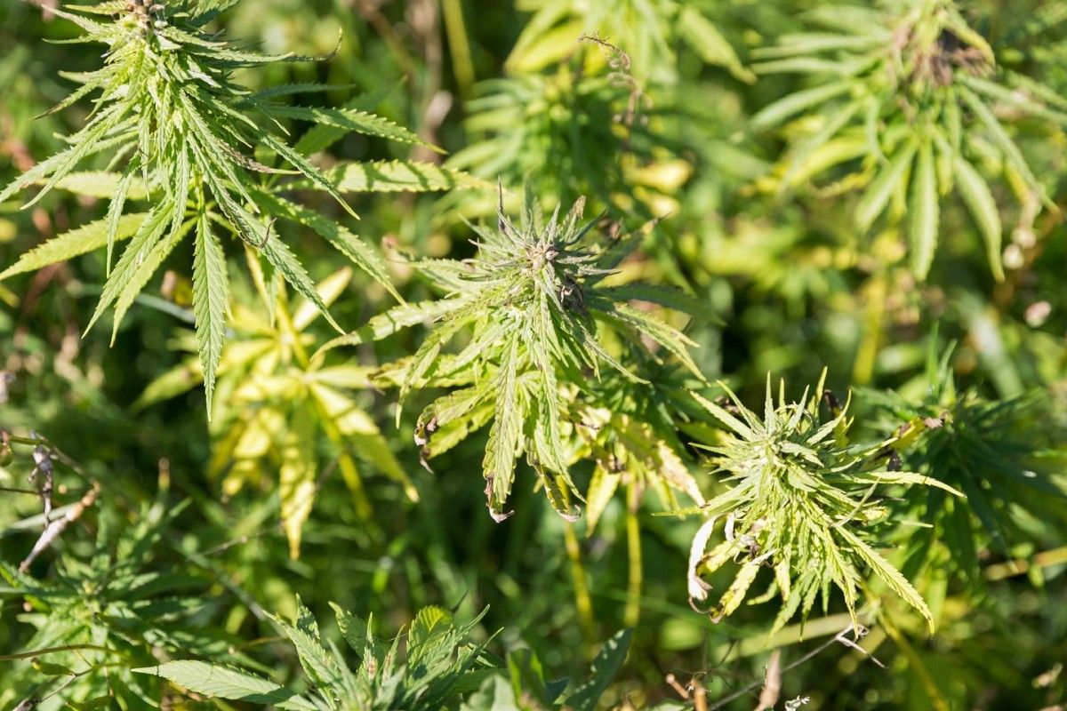 Lietuvoje istorinis įvykis: įteisintos medicininės kanapės