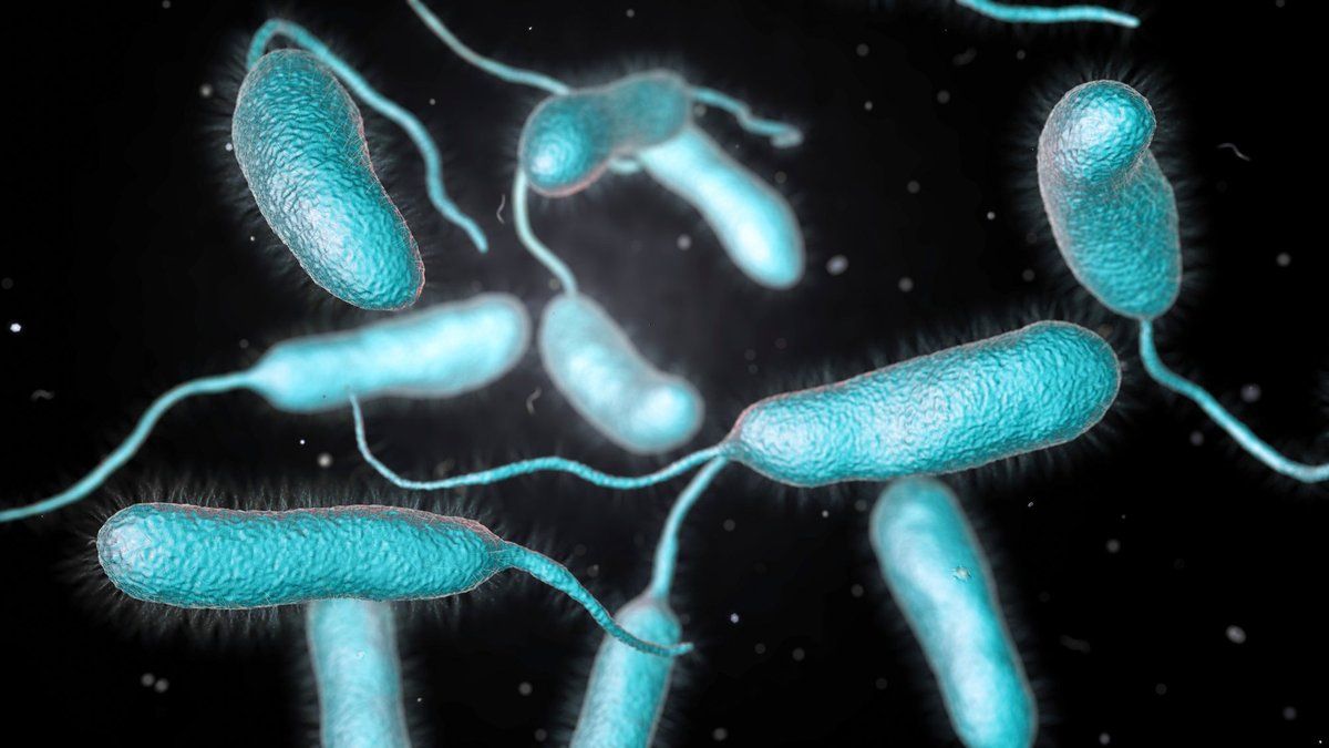 Vibrio bakterija. FOTO: KATERYNA KON | SHUTTERSTOCK