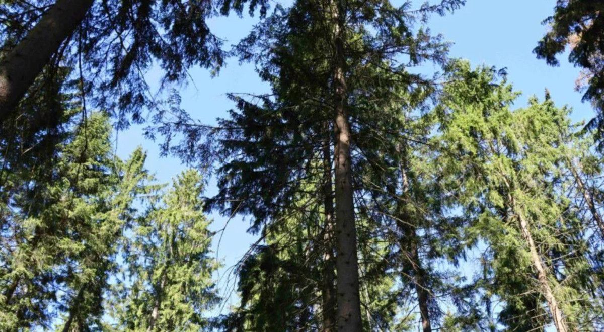 Miškas. Valstybinės miškų urėdijos nuotr.