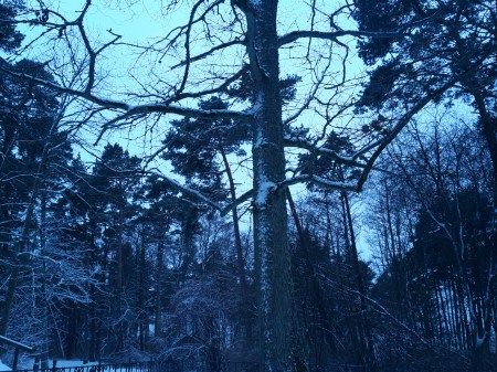 Ąžuolas ir žiemą – ąžuolas... Nepriklausomos Lietuvos Prezidento A. Smetonos pasodintas ąžuolas Palangos botanikos parke.