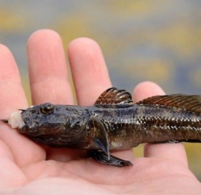 Baltijos jūroje paplitusi žuvis „pasufleravo“ šventės idėją
