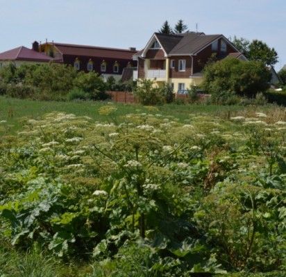 Nuodingasis Sosnovskio barštis pagriebia vis didesnius Šventosios plotus