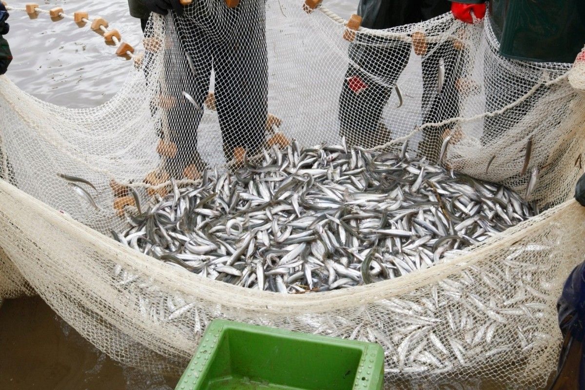 Įsibėgėjus stintų žvejybai – priminimas žvejams laikytis Mėgėjų ir limituotos žvejybos jūrų vandenyse taisyklių reikalavimų