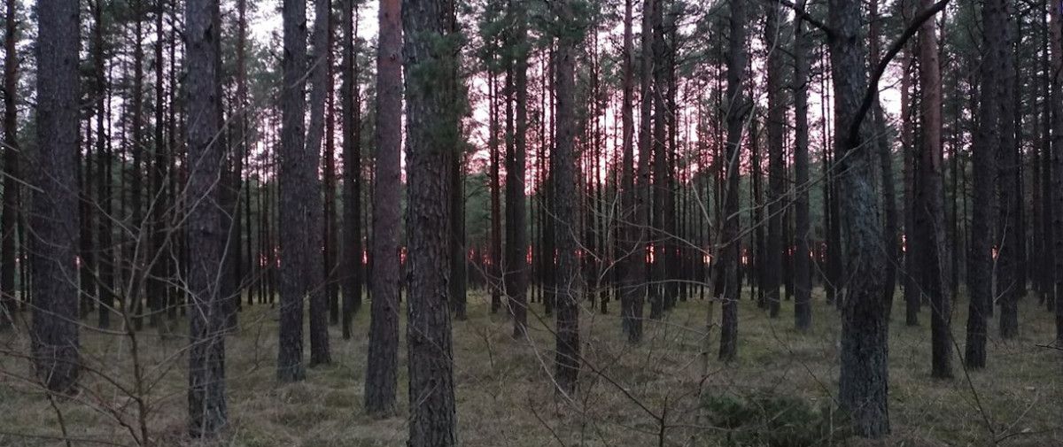 Miške Palangoje apgadintas informacinis stendas, pagamintas iš marmuro
