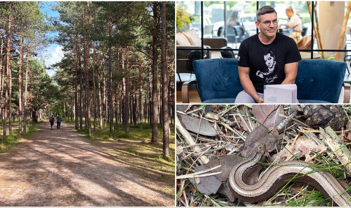 Moteris Palangoje pamatė keistą gyvį, gamtos fotografas Marius Čepulis paaiškino, kas tai. FOTO: JUSTINA ASAKAVIČIŪTĖ | DELFI