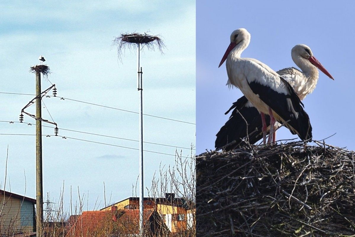 700 eurų kainavusių Palangos savivaldybės pastangų sugrįžę gandrai neįvertino